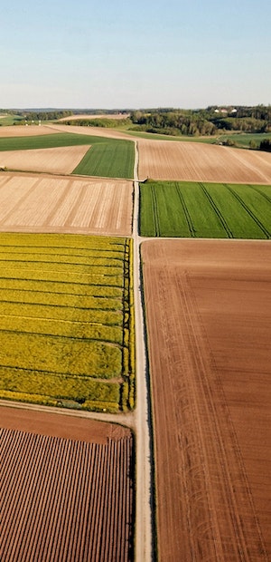 Courtage céréales & oléagineux